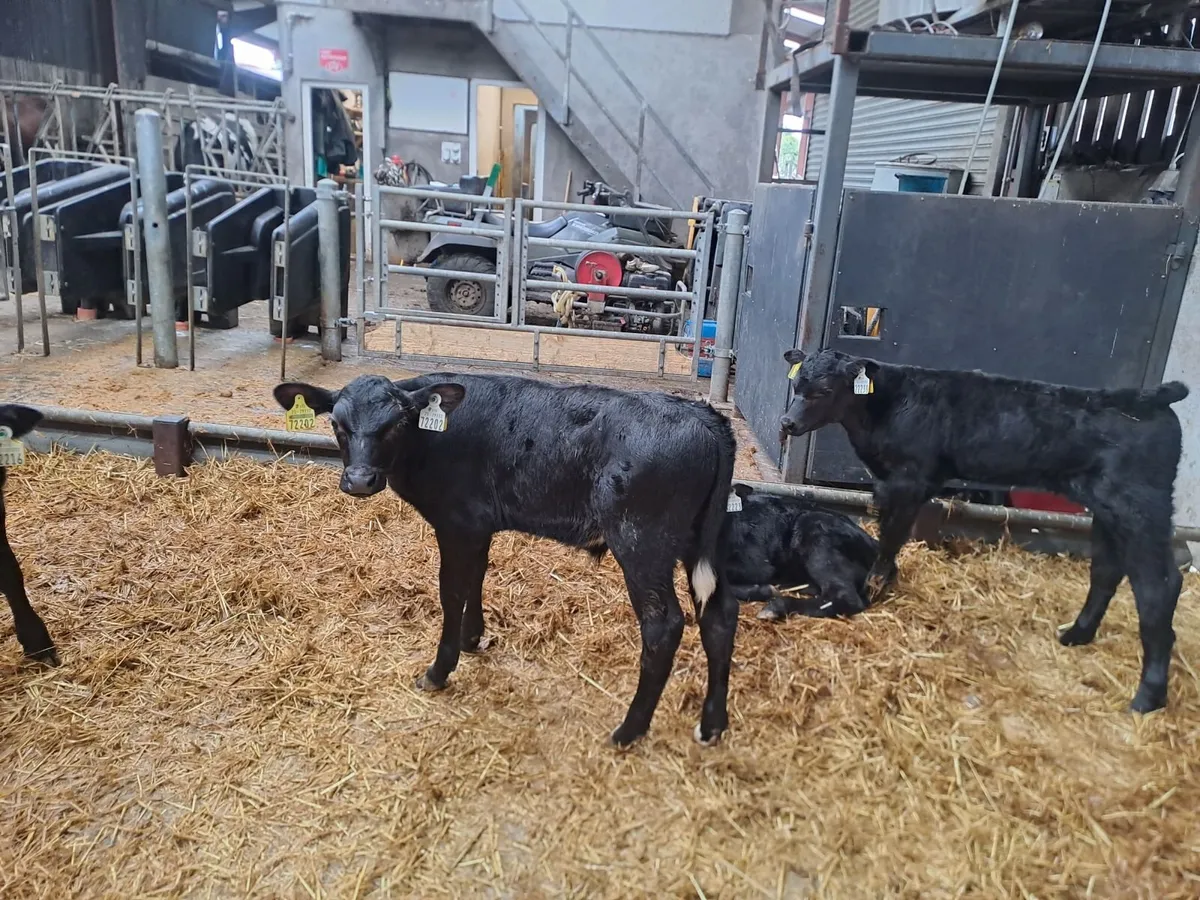 Organic Angus Calves Full Symbol - Image 3