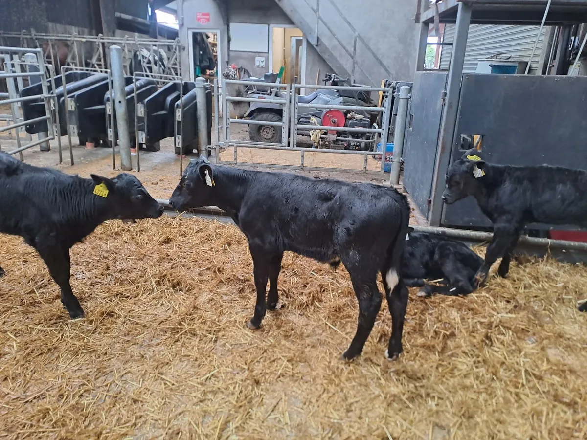 Organic Angus Calves Full Symbol - Image 4