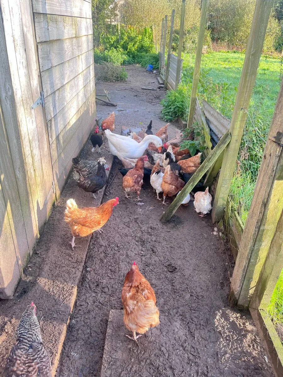 Hens/ducks - Image 1