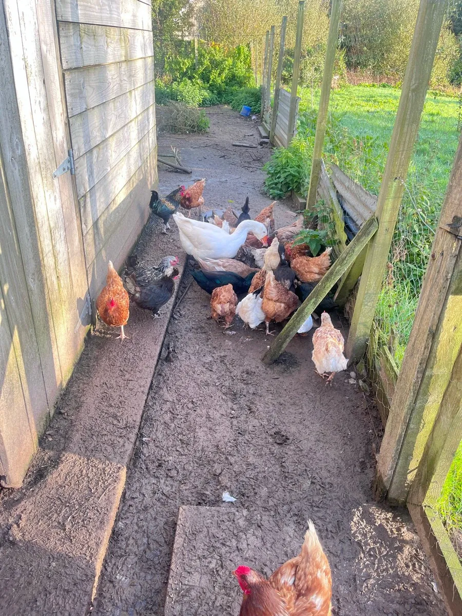 Hens/ducks - Image 2