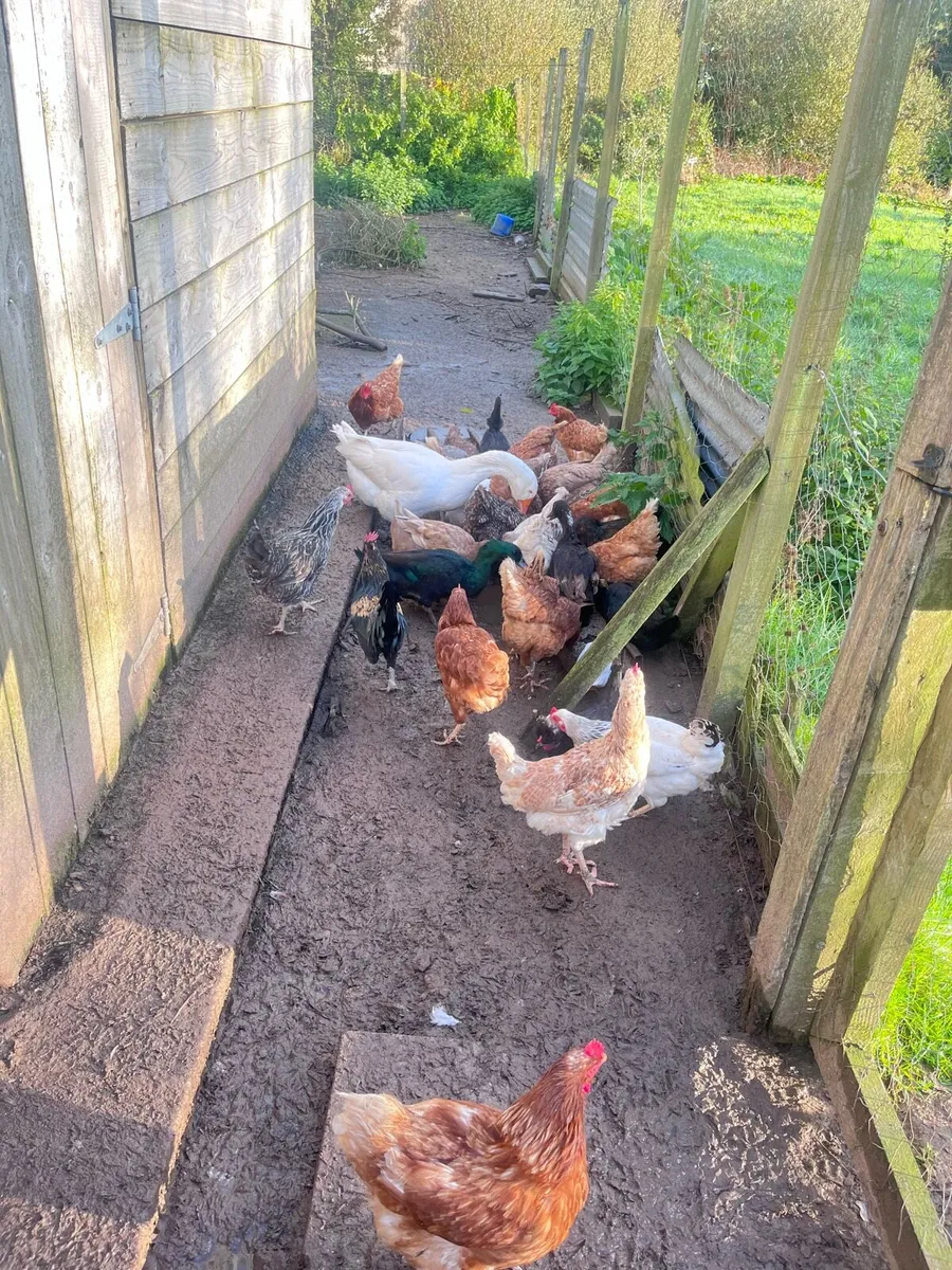 Hens/ducks - Image 3