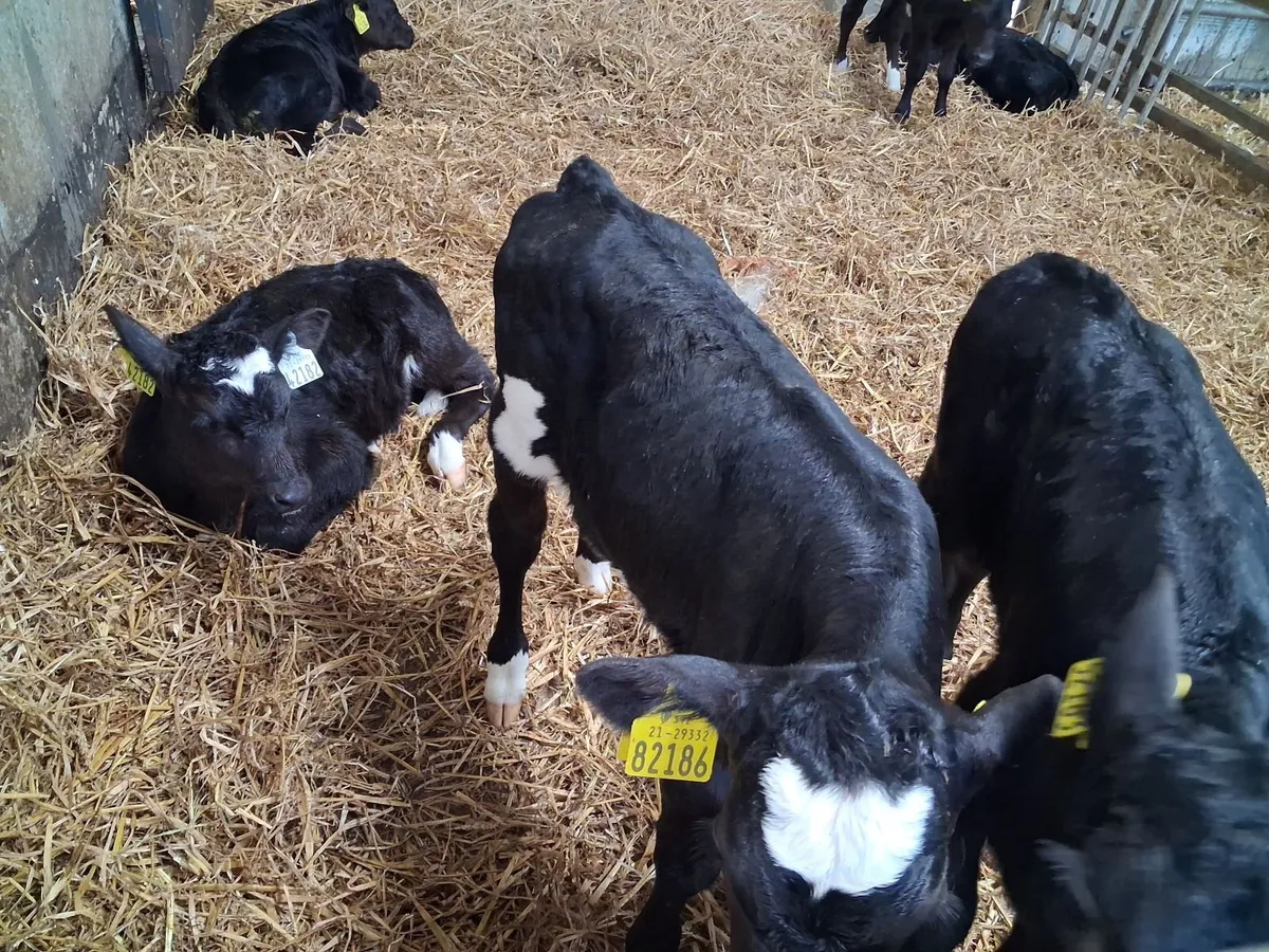 Organic Angus Calves Full Symbol - Image 2