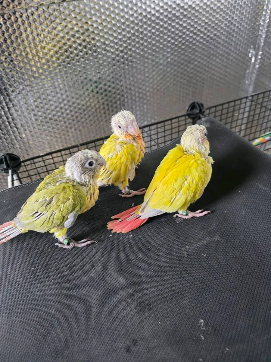 Sun Cheek Conures - Image 1