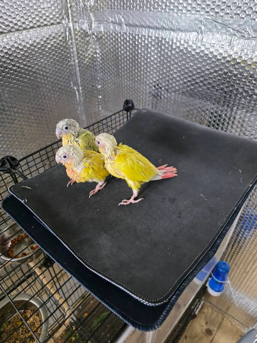 Sun Cheek Conures - Image 2
