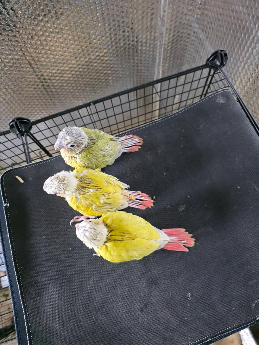 Sun Cheek Conures - Image 3