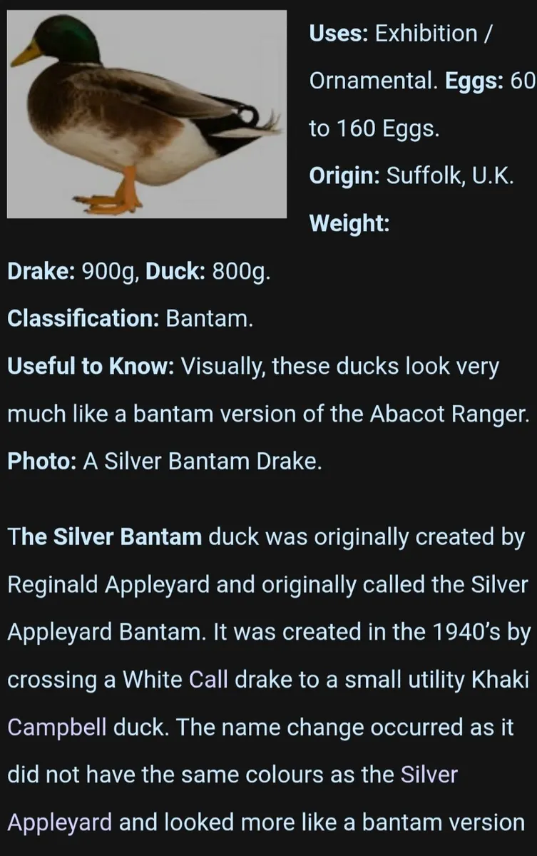 Silver bantam drakes (rare breed) - Image 4