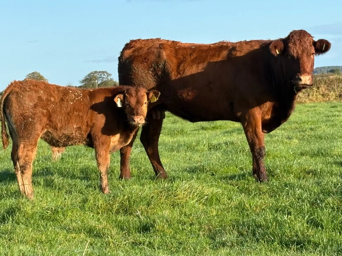 First calved saler heifer and bull calf - Image 4