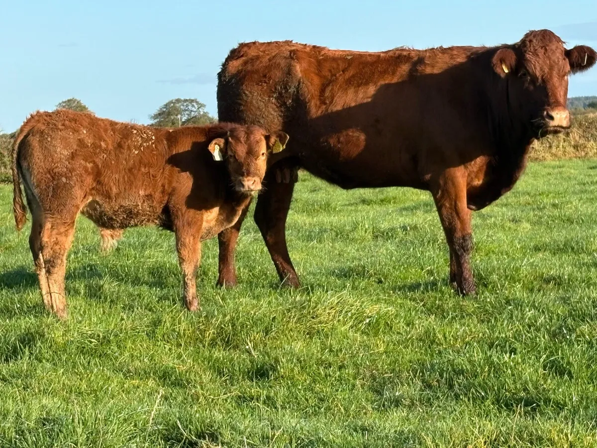First calved saler heifer and bull calf - Image 1