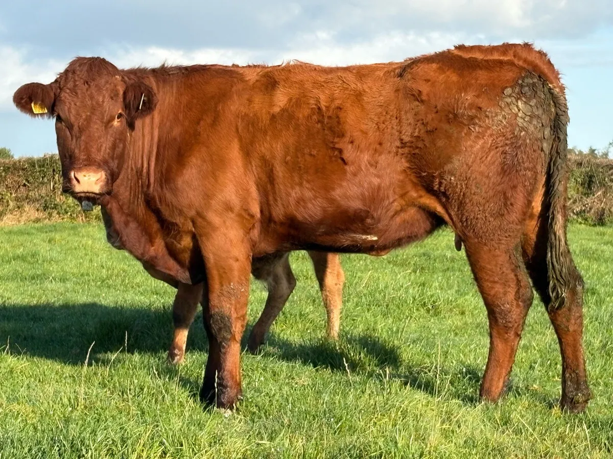 First calved saler heifer and bull calf - Image 2