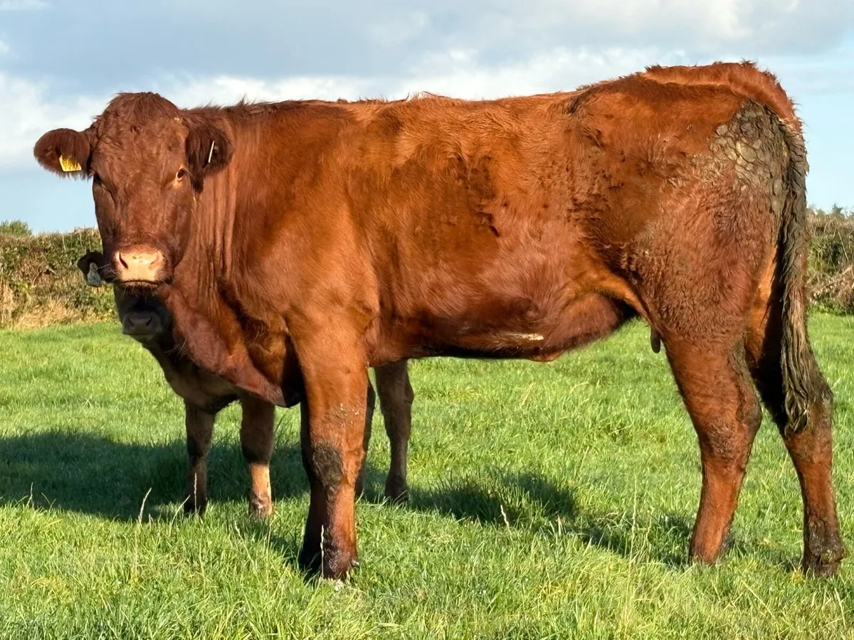 First calved saler heifer and bull calf - Image 3