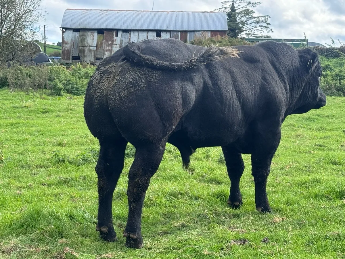 Bull CLADDAGH MCCABE - Image 2