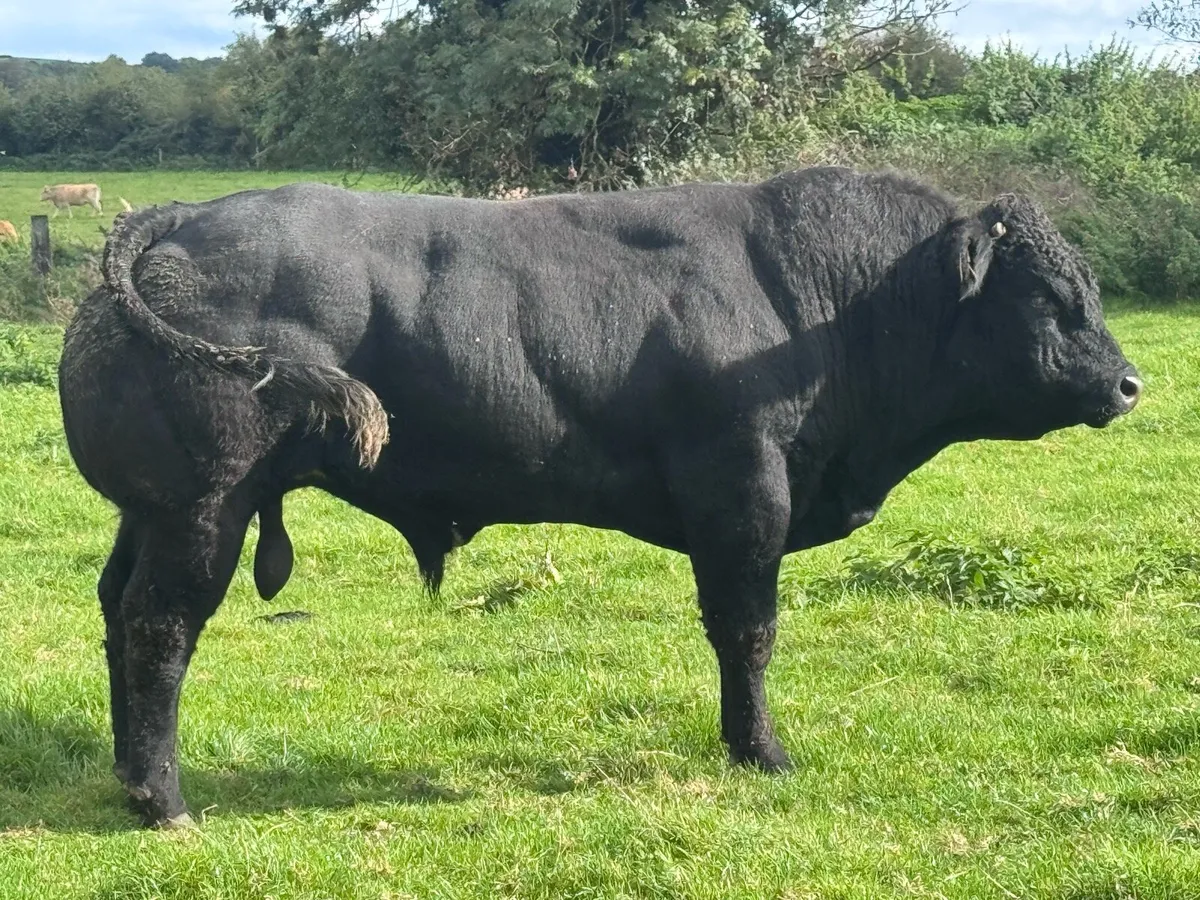 Bull CLADDAGH MCCABE - Image 1