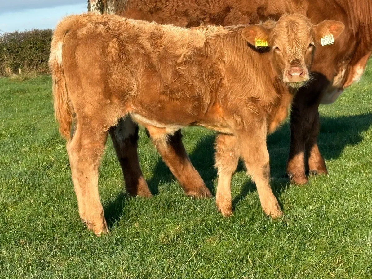 First calved heifer and bull calf - Image 2
