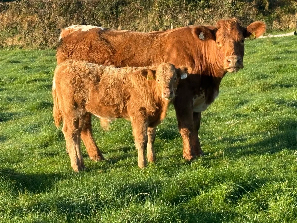 First calved heifer and bull calf - Image 3