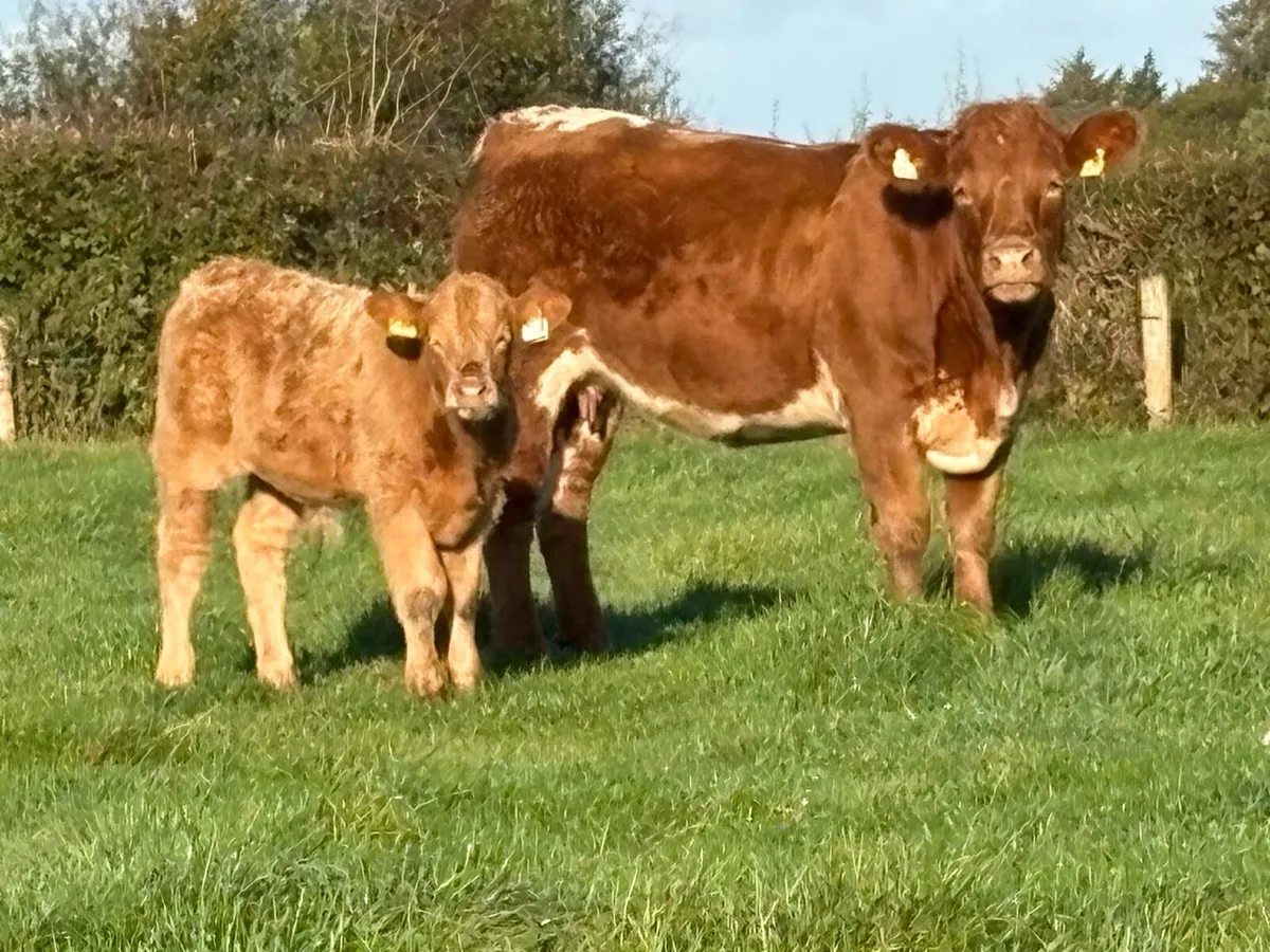 First calved heifer and bull calf - Image 4