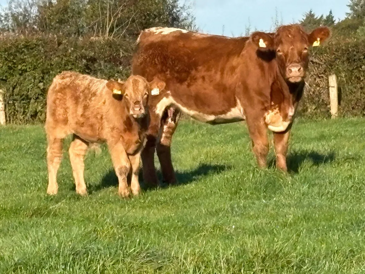First calved heifer and bull calf - Image 1