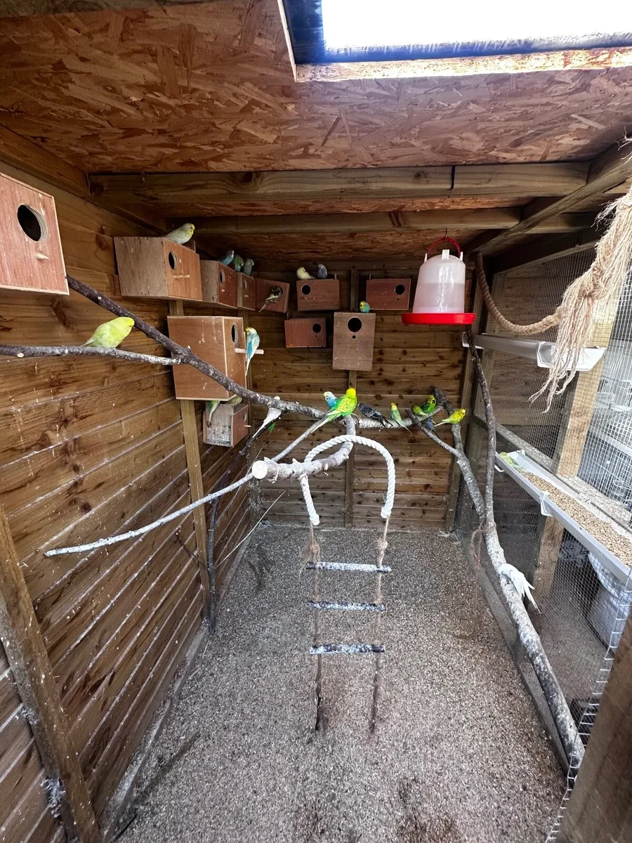 Aviary - Image 3
