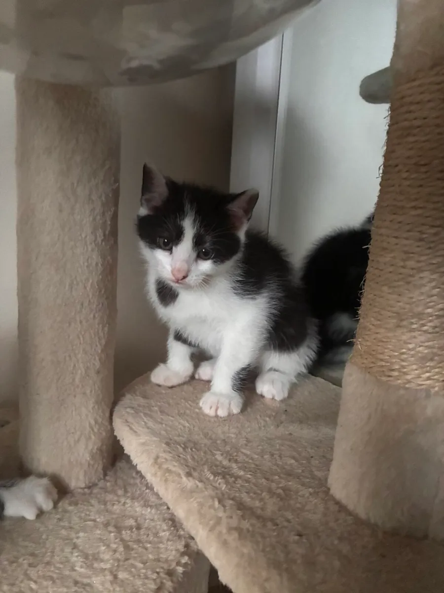 Kittens - Image 1