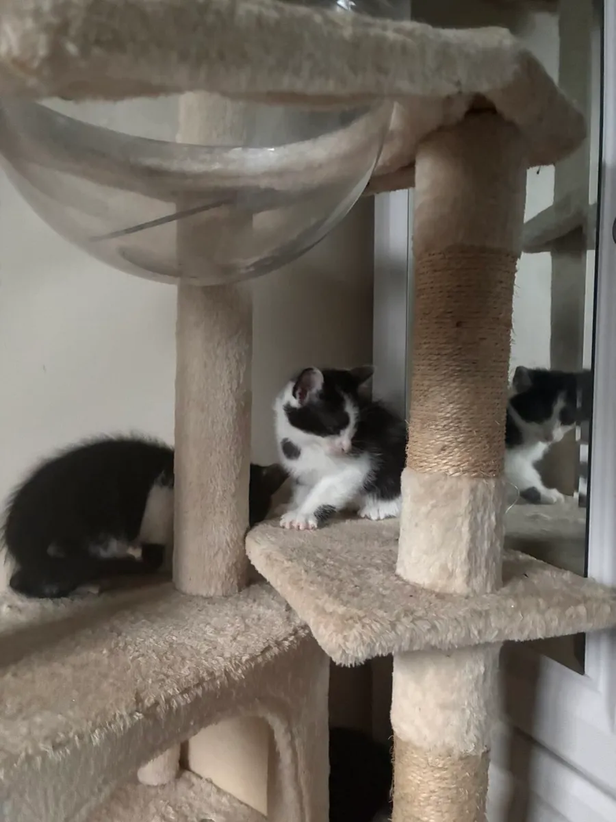 Kittens - Image 2