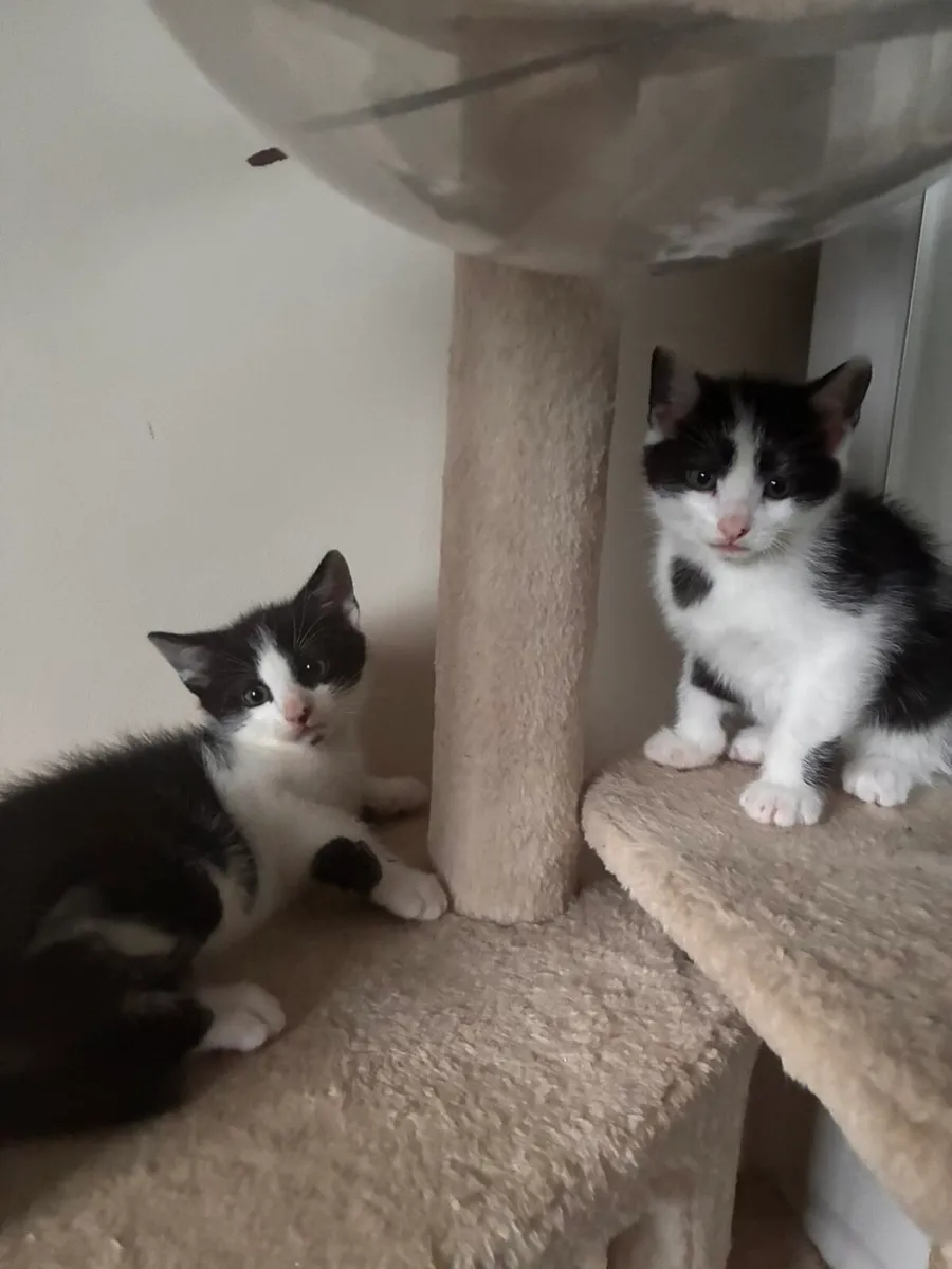 Kittens - Image 3