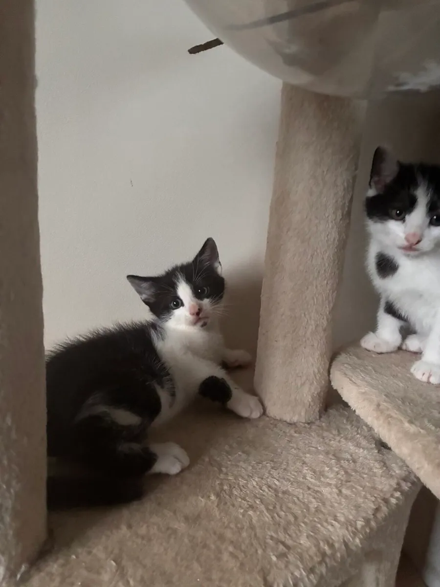 Kittens - Image 4