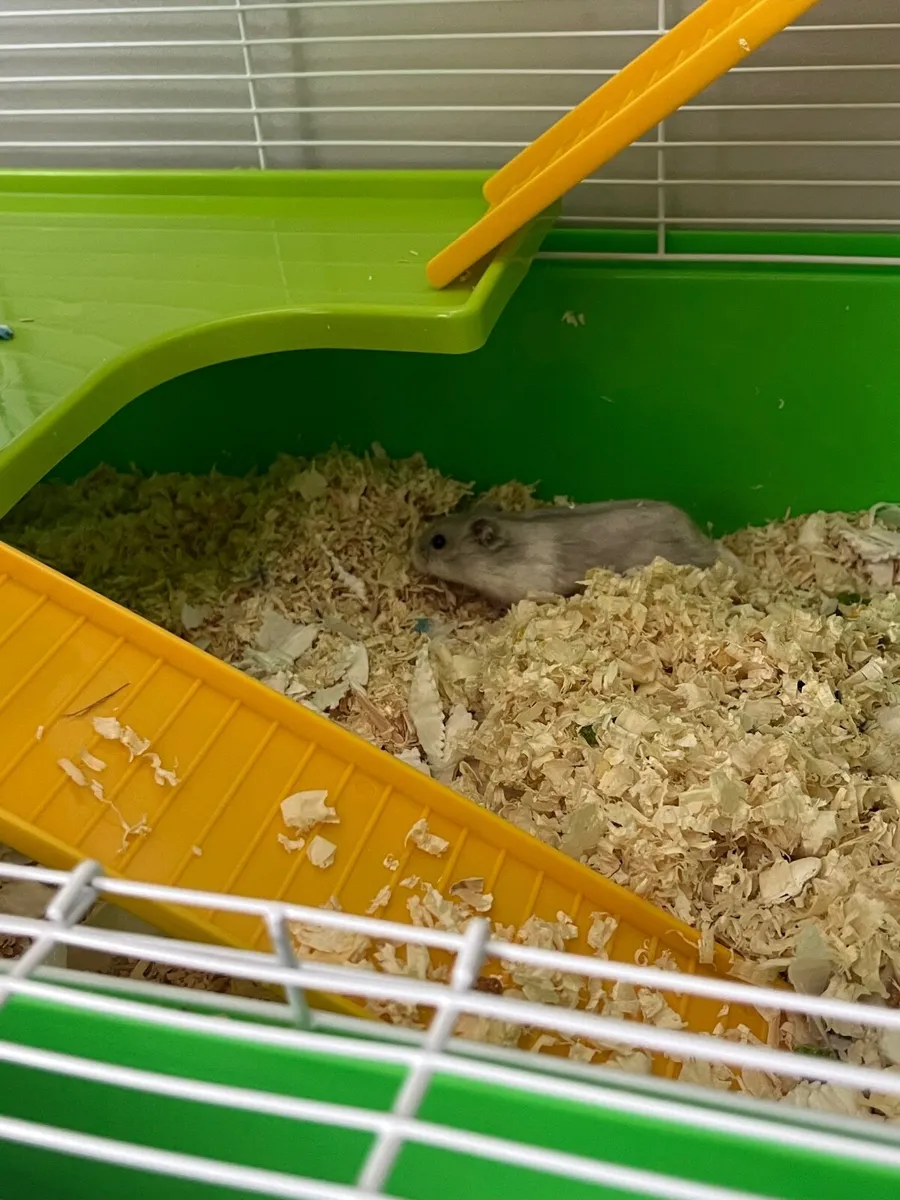 Dwarf hamster and cage - Image 2