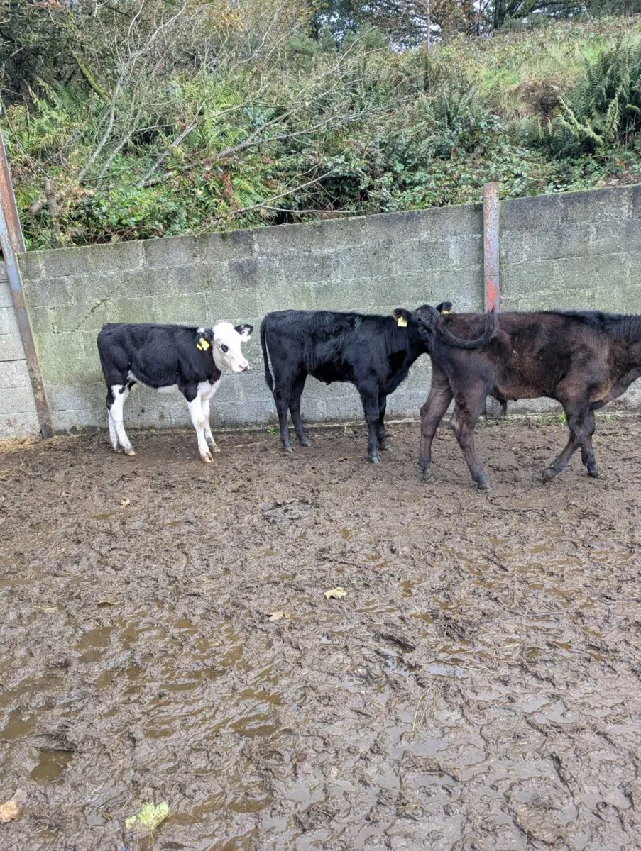 Weanlings - Image 1