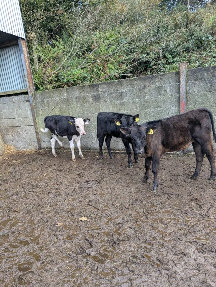 Weanlings - Image 2