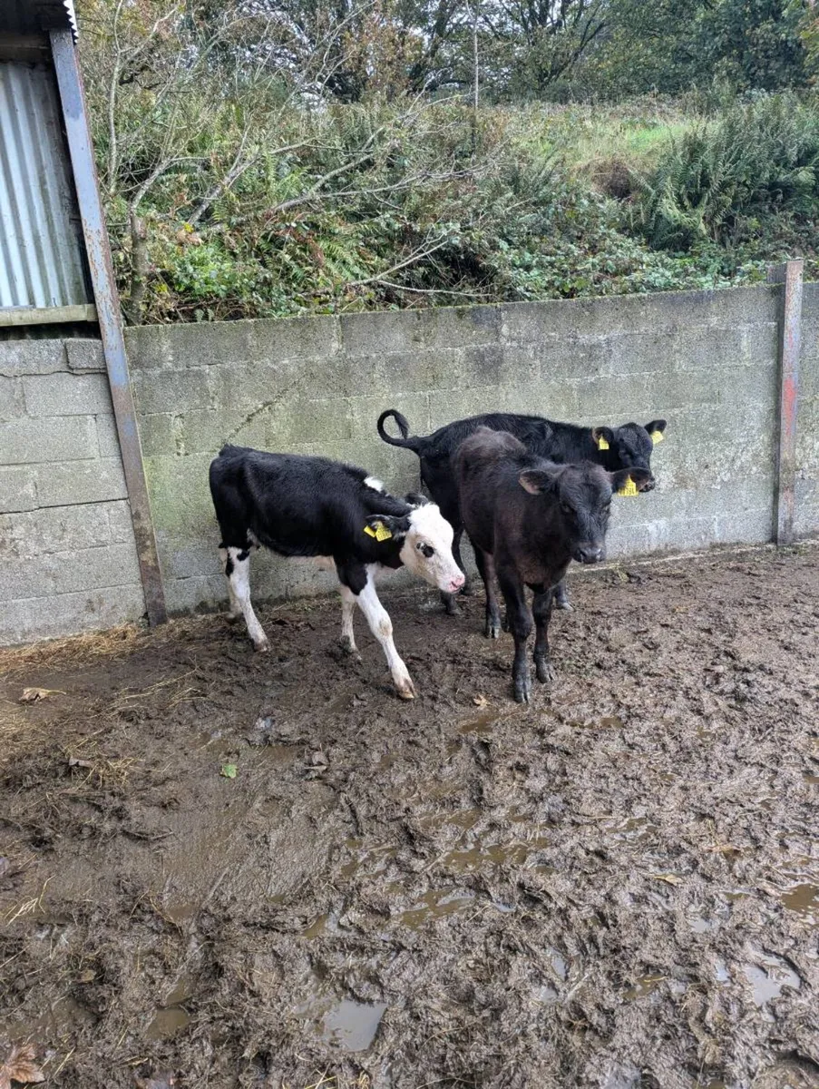 Weanlings - Image 3