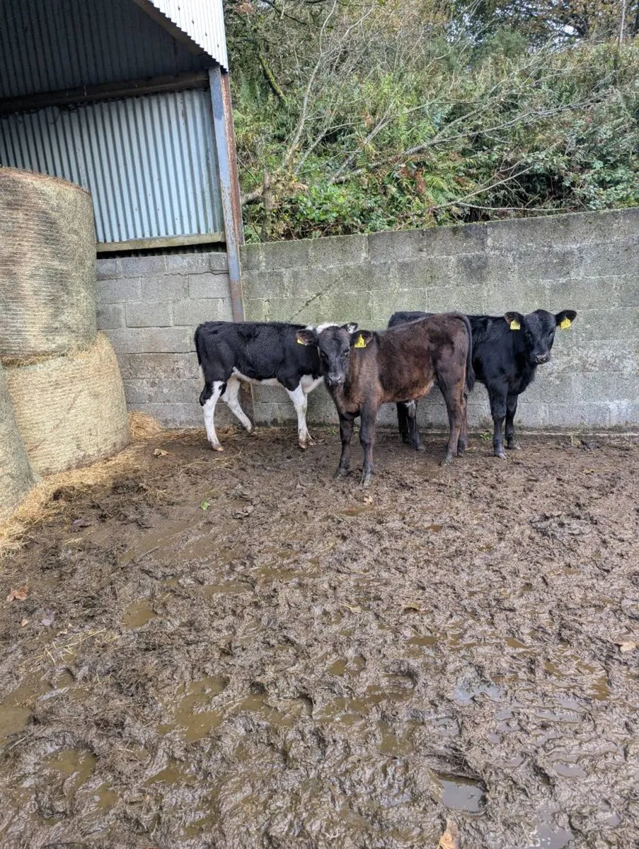 Weanlings - Image 4