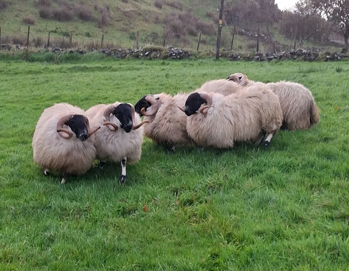 Well bred Perth Shearlings - Image 4