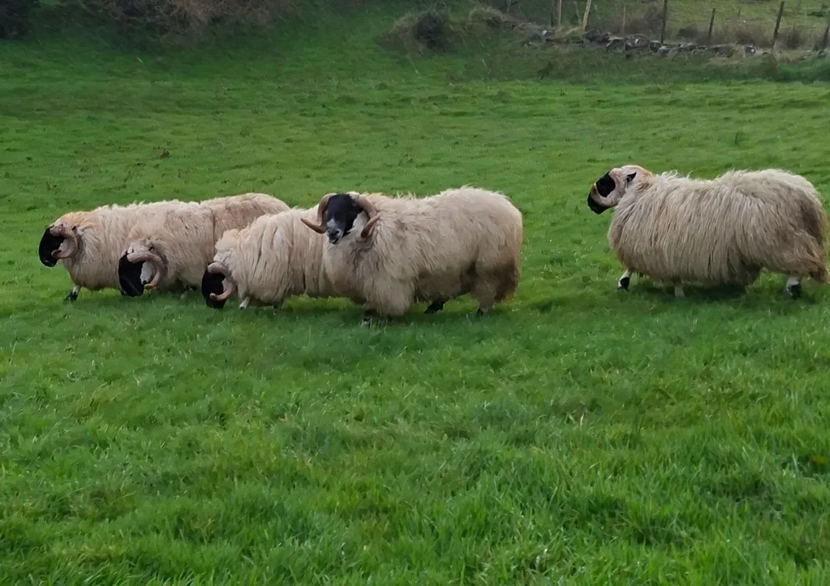 Well bred Perth Shearlings - Image 1