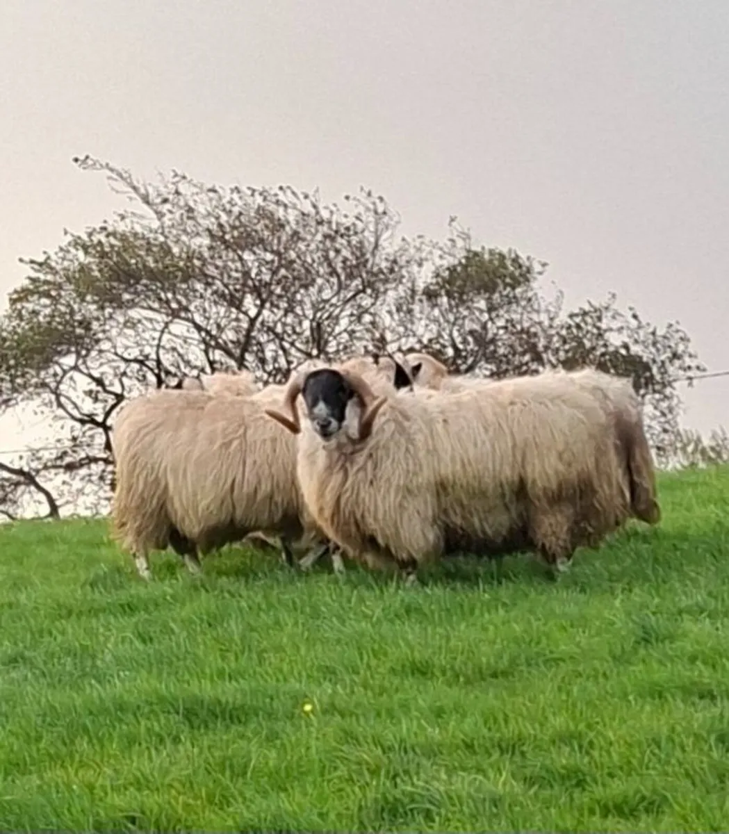 Well bred Perth Shearlings - Image 2