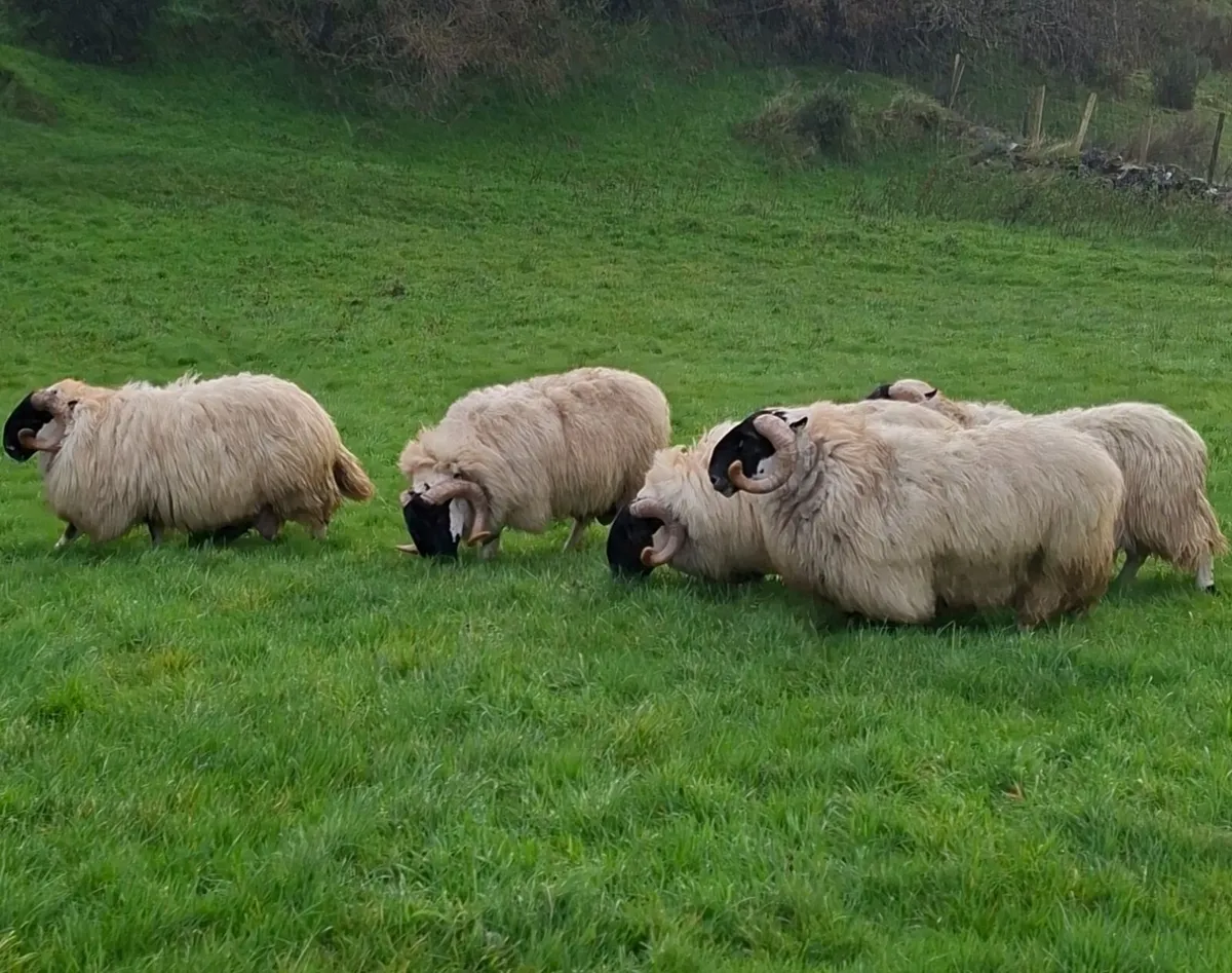 Well bred Perth Shearlings - Image 3