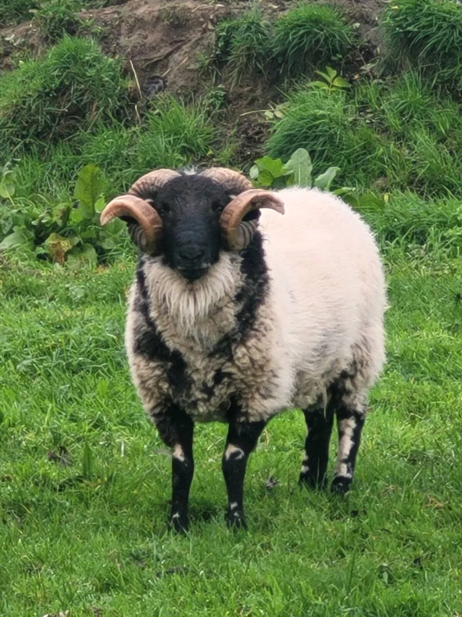 Mayo black faced Ram - Image 1