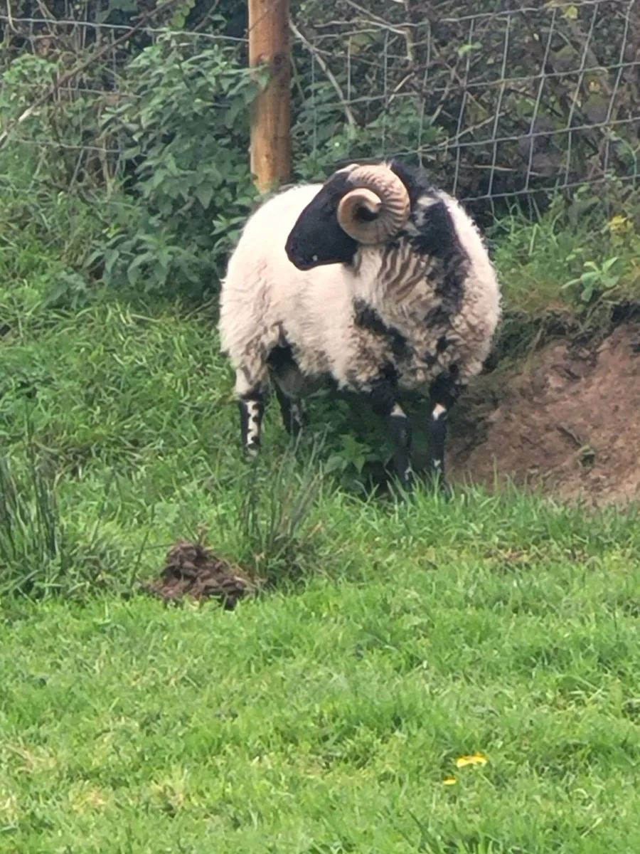 Mayo black faced Ram - Image 2