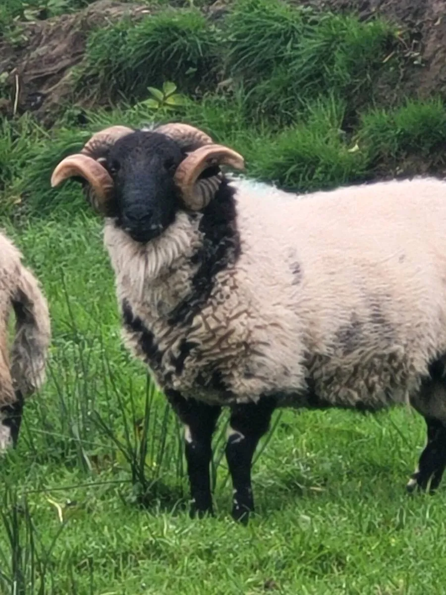 Mayo black faced Ram - Image 3
