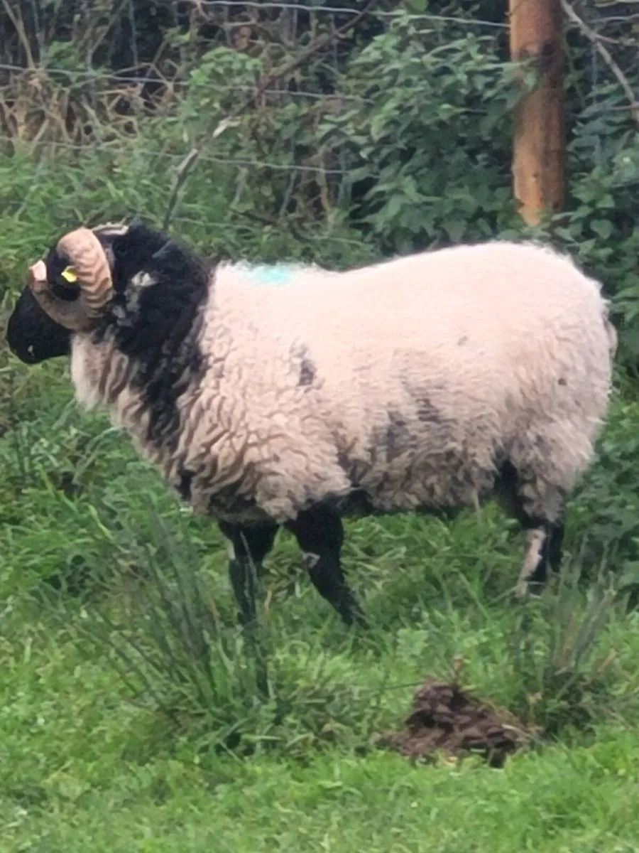 Mayo black faced Ram - Image 4