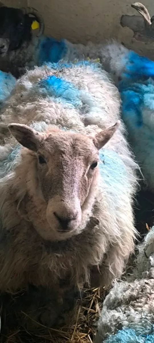 Sheep - Image 1