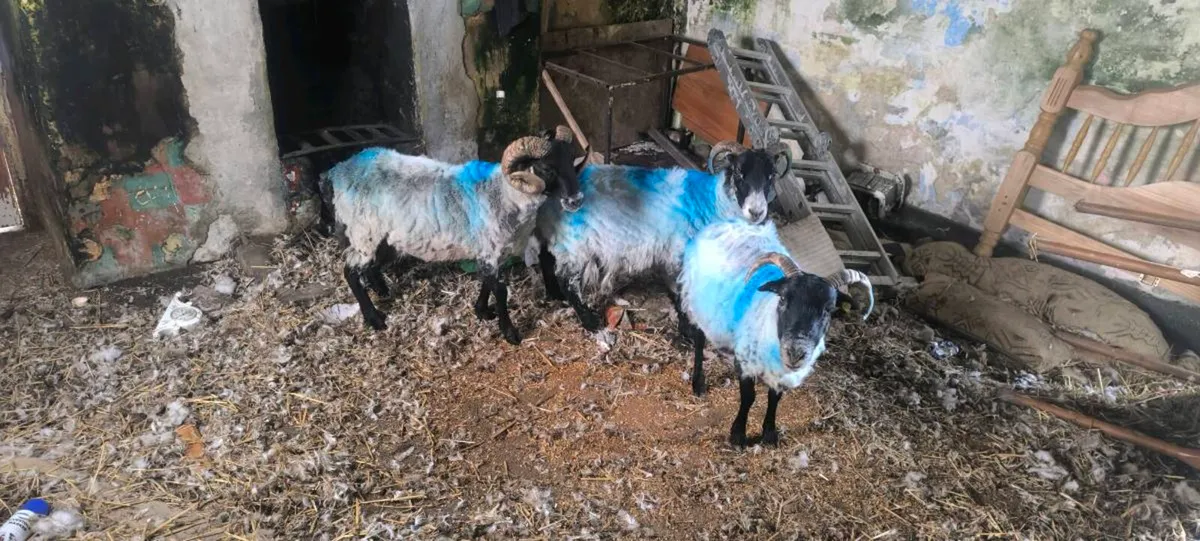 Sheep - Image 2