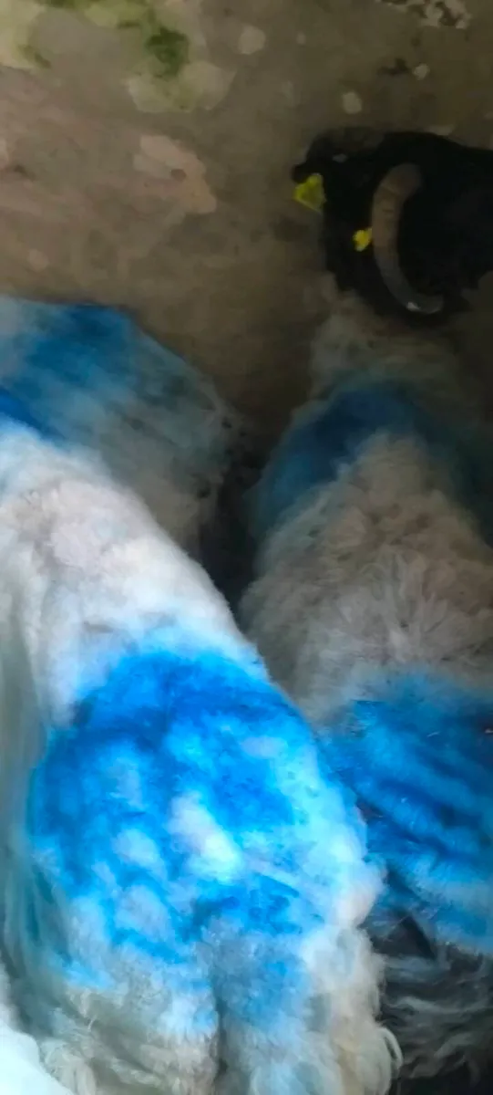Sheep - Image 4