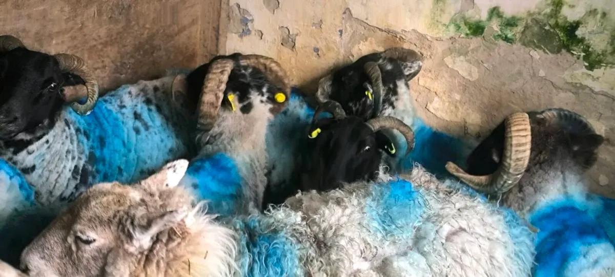 Sheep - Image 3