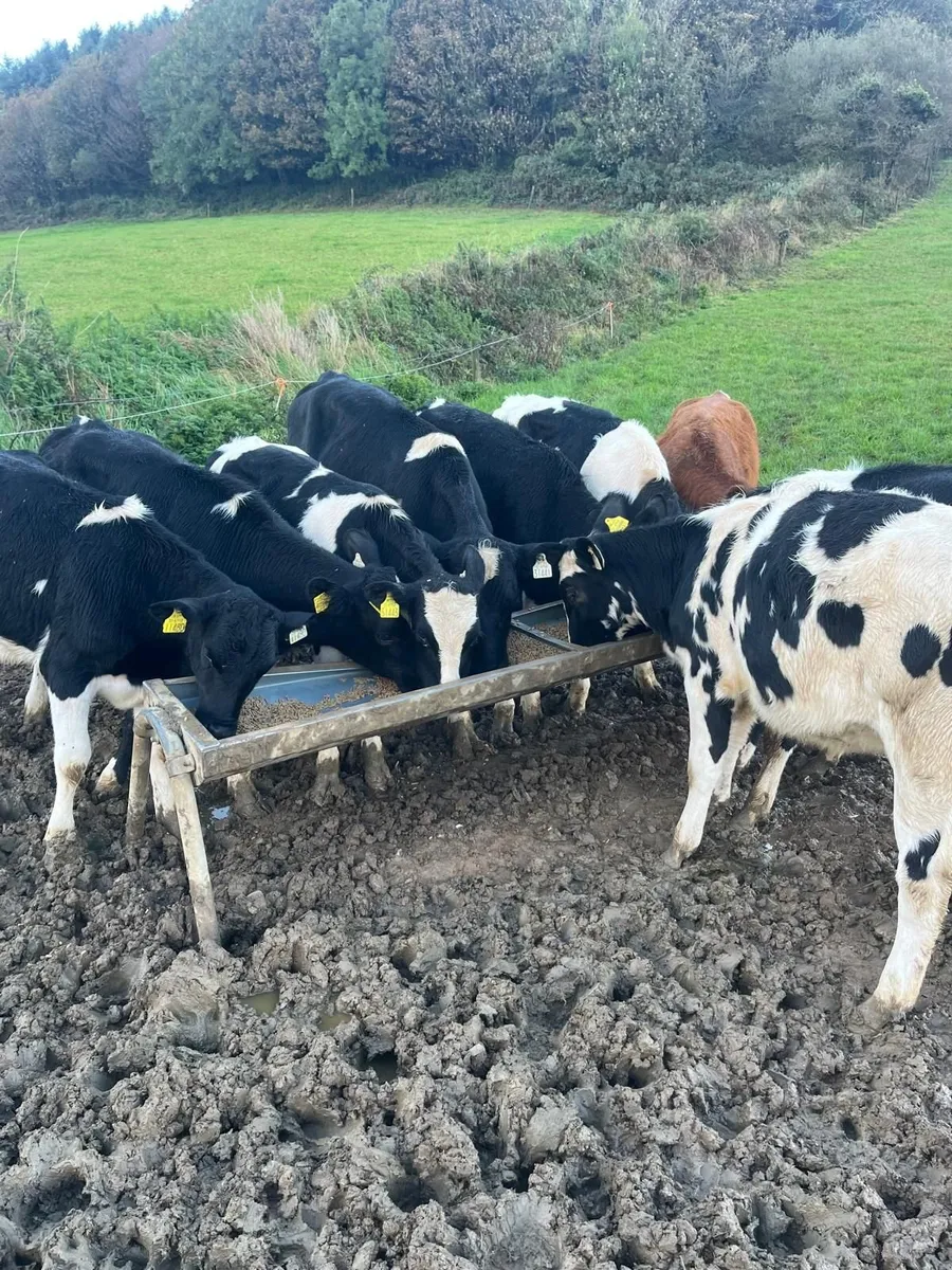 Friesian Heifers
