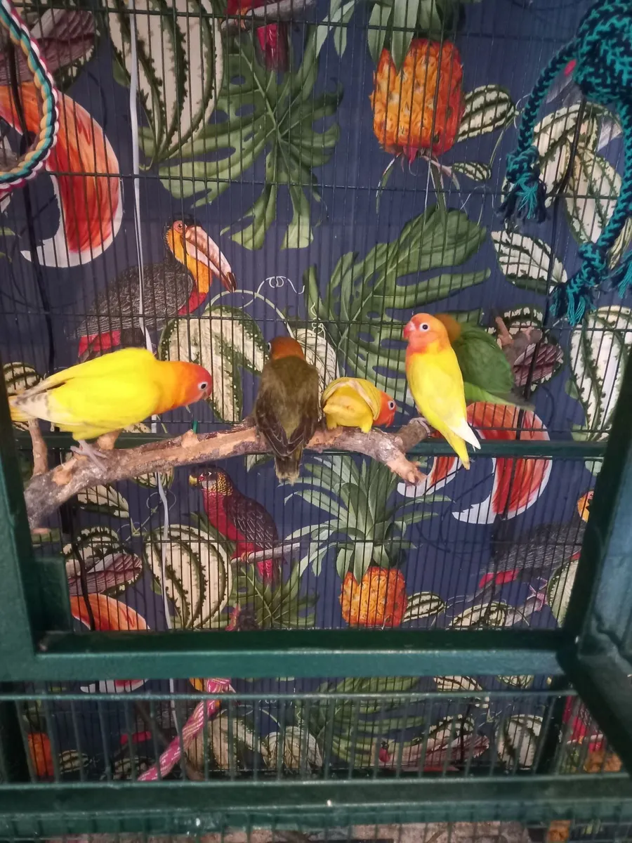 Lovebirds - Image 1