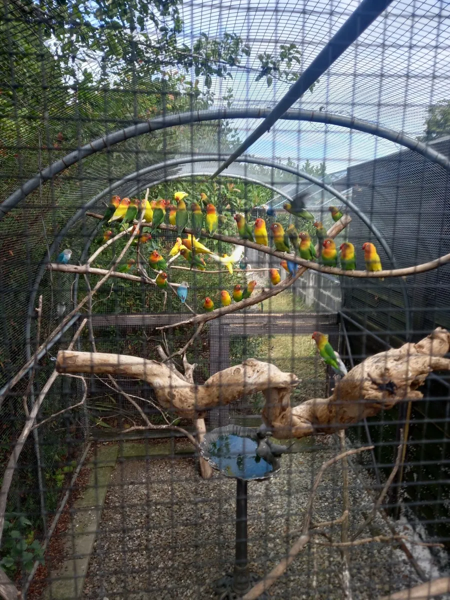 Lovebirds - Image 3