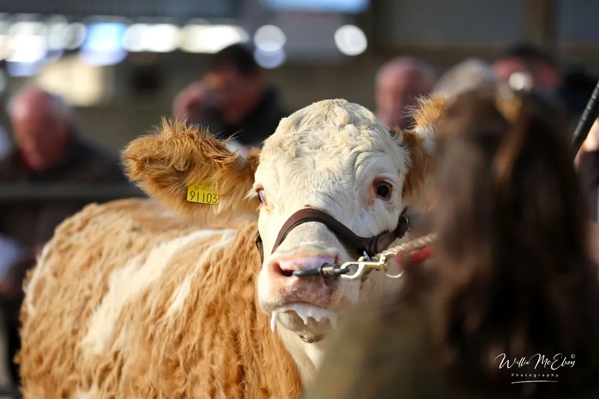 Simmental Premier Show & Sale - Image 1