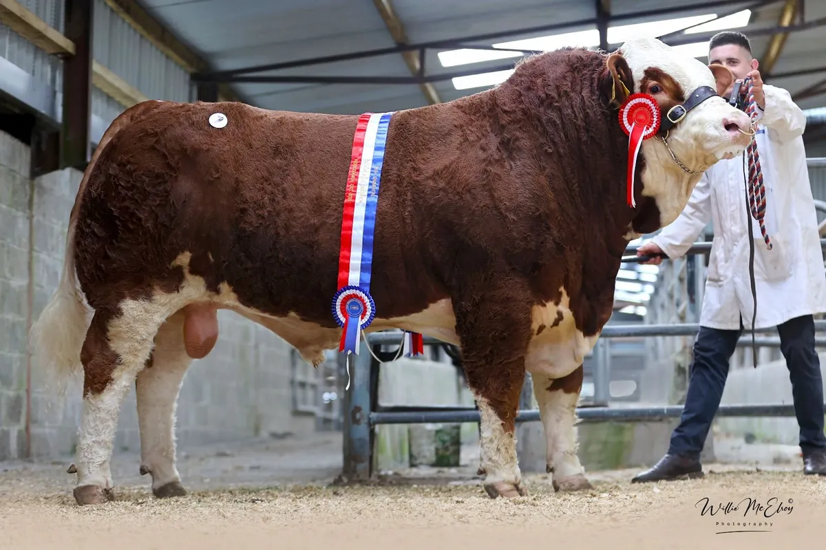 Simmental Premier Show & Sale - Image 2