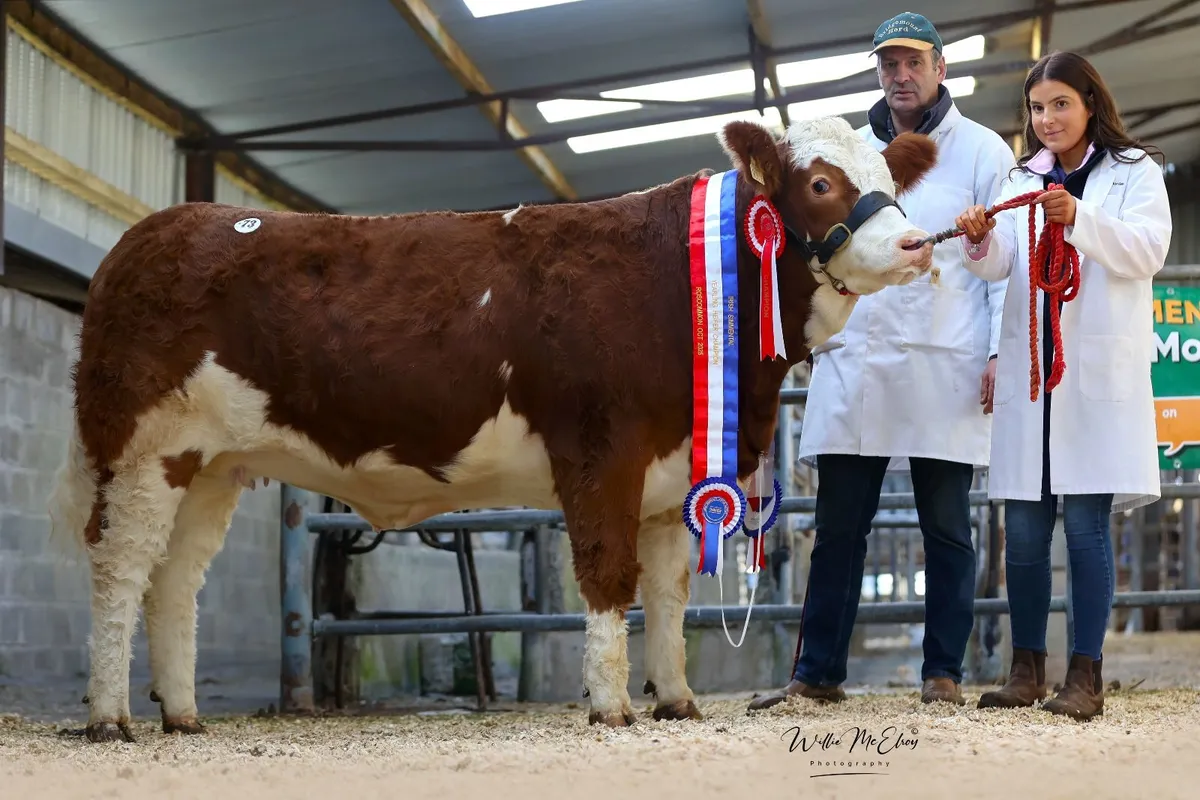Simmental Premier Show & Sale - Image 3