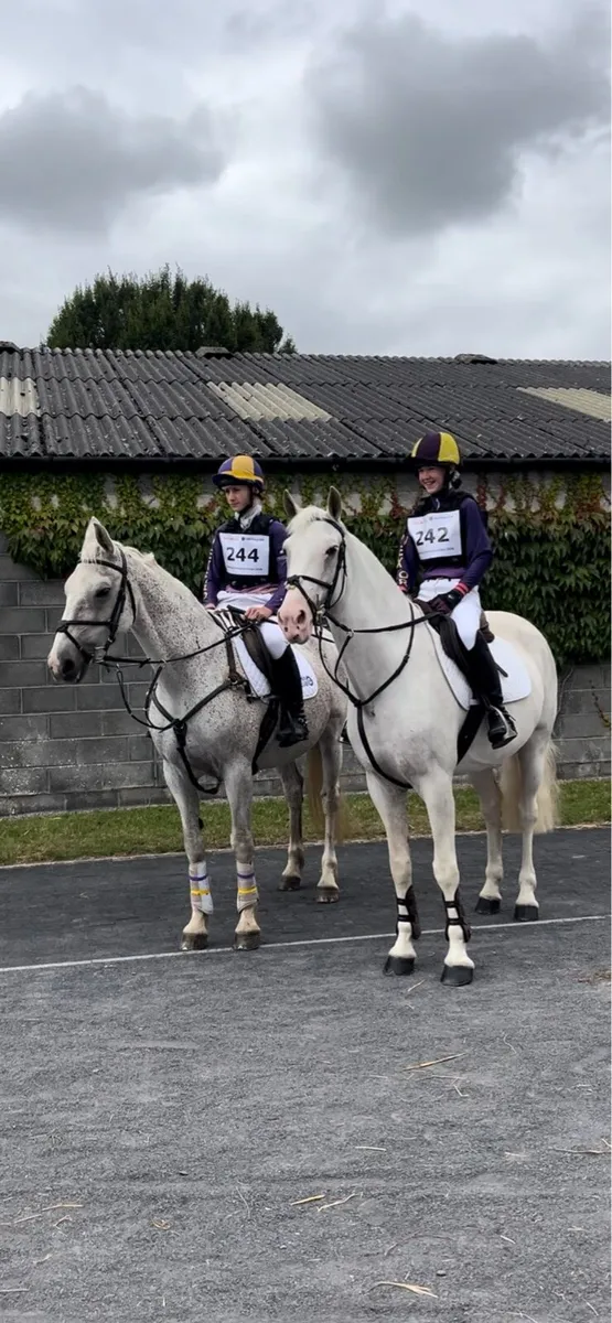 THE ULITMATE JUNIOR/SENIOR PONY CLUB DREAM - Image 1