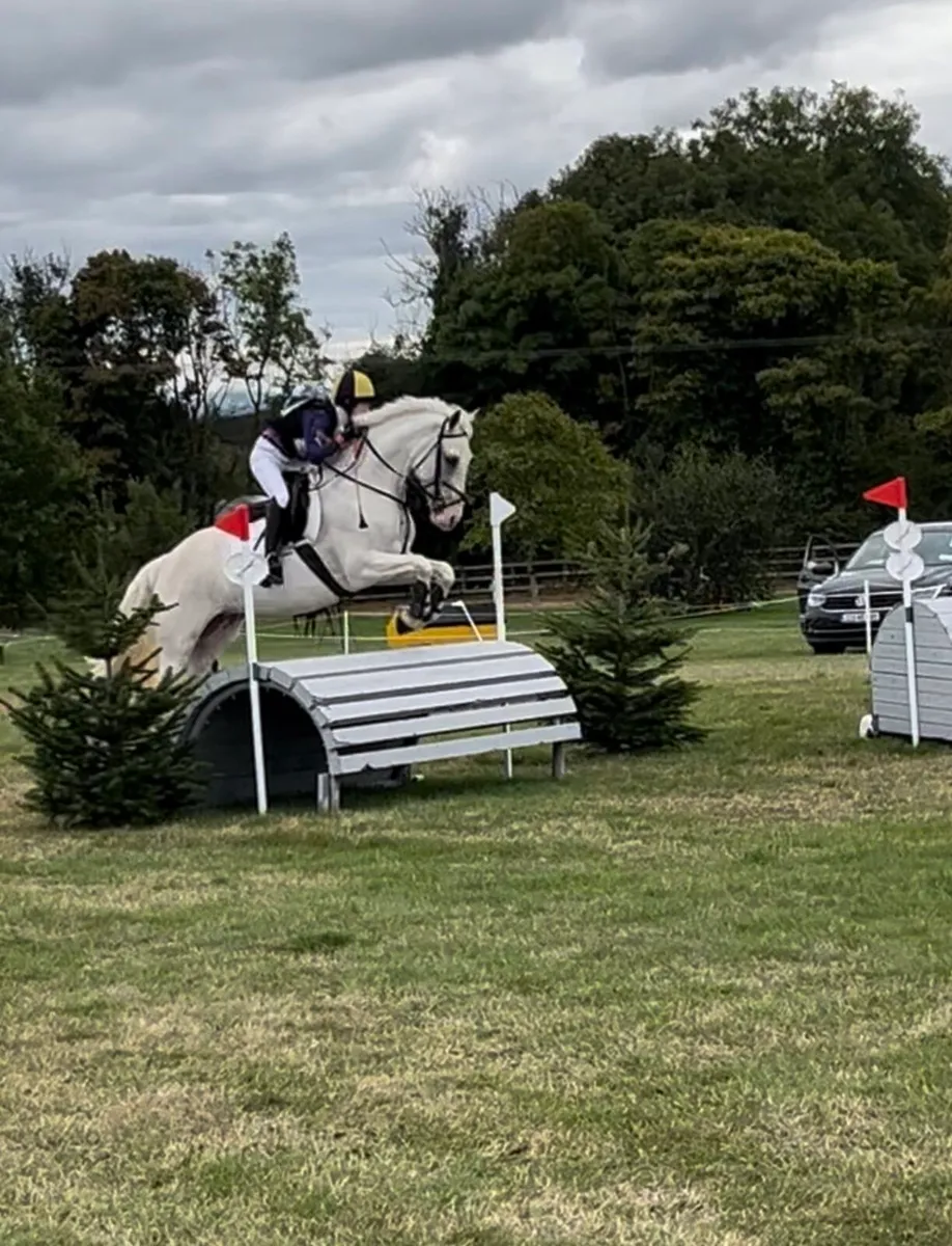 THE ULITMATE JUNIOR/SENIOR PONY CLUB DREAM - Image 3